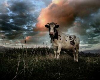Funny Cow Wallpaper