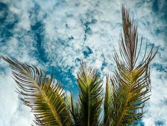 Hosanna Pictures Image