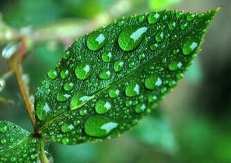 Green Leaf HD Dekstop Wallpaper