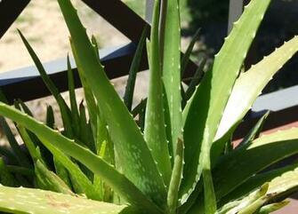 Aarde Natuur Plant Aloe Vera Wallpaper