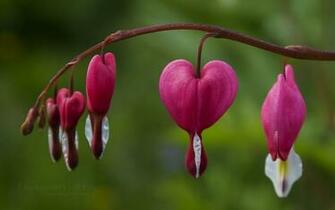 Backpacker S Life Photography Bleeding Heart