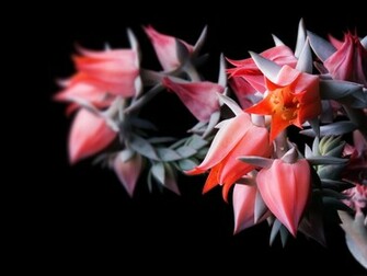 Flowers In Black Wallpaper HD