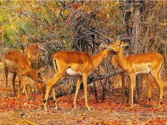 South Africa Animals Wallpaper Image With African Wildlife