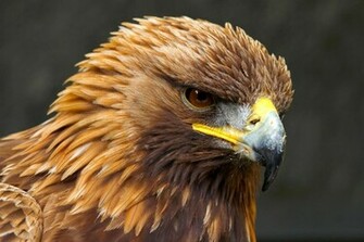 American Golden Eagle Choice Wallpaper