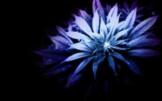 Marijuana Monochrome Leaves Wallpaper