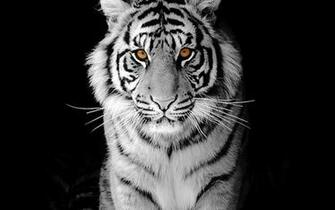 El Ojo De Tigre Fondo Pantalla Blackground Negro Fondos