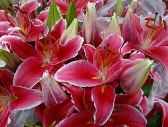 Stargazer Lily Wallpaper