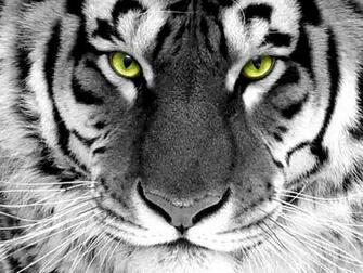 Tigers Wallpaper All2need