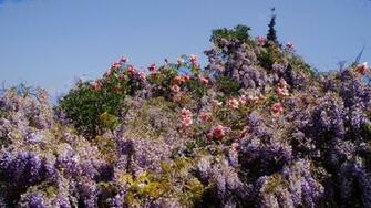Lilac Bush Wallpaper