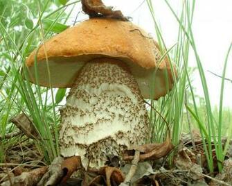 Mushroom Wallpaper HD