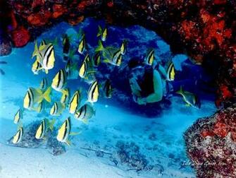 Scuba Diving Wallpaper Screen Savers