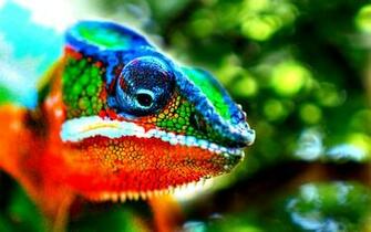 Chameleon HD Wallpaper Background Image