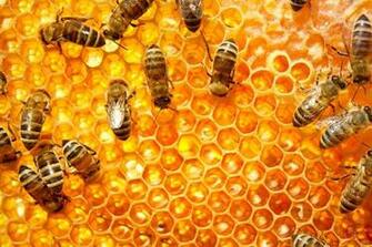 Honey Bees Shutterstock