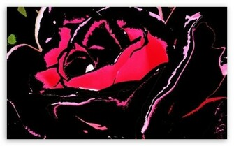 Black Rose HD Desktop Wallpaper Widescreen High Definition