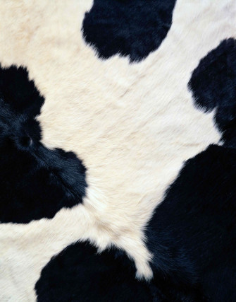 Cow iPhone Wallpaper