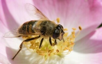Bee Wallpaper