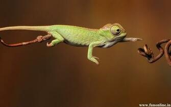 Panther Chameleon Wallpaper