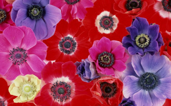 Pink Flower Purple Red Close Wallpaper