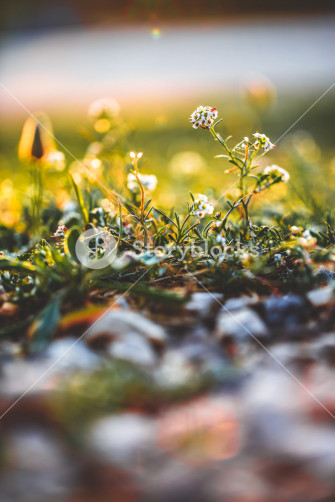 Flowers Nature Background In Field Fresh Morning Royalty