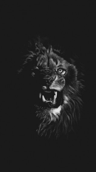 Black And White Lion Wallpaper