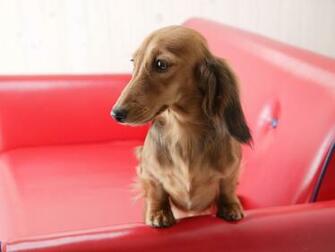 Dachshund Wallpaper Art Print Poster Desktop
