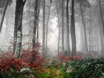 Foggy Forest Background Wallpaper HD