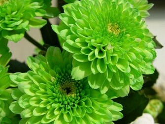 Green Flower Wallpaper All New