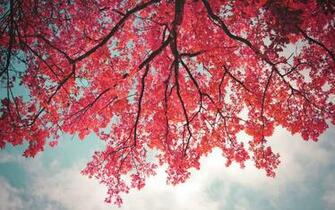 Pink Trees Wallpaper Image