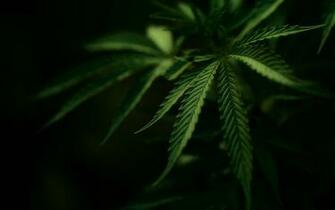 Tags Drugs Marijuana Pot