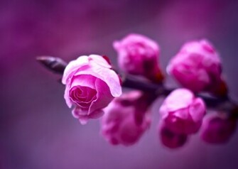 Roses Image Magnificent Purple Wallpaper Photos