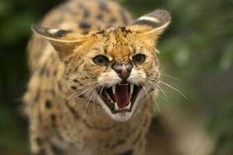 Serval A Wild Cat Face Teeth Rage Jaws Wallpaper