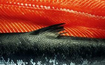 Slideshow Nathan Myhrvold S Food Photography Obsession On Display