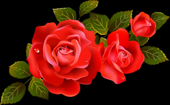 Rose Flower HD Wallpaper