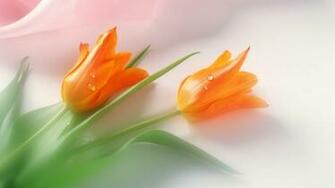 Flowers Wallpaper HD Pictures One Background