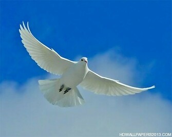 White Dove Desktop Wallpaper HD