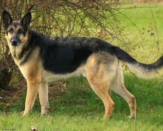 German Shepherd