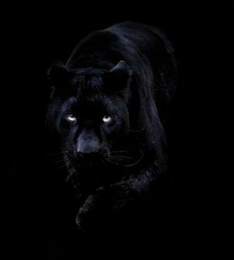 Khan The Black Leopard Kent England