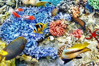 Exotic Sea Fishes Background Gallery Yopriceville High