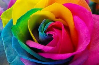 Rose Rainbow Time To Celebrate