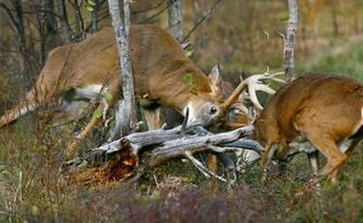 Oklahoma Hunter Chad Yousey Captured A Buck Fight To The Death In