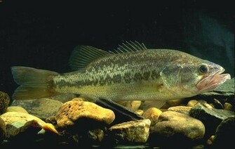 Largemouth Bass Pictures Information Wallpaper Photos