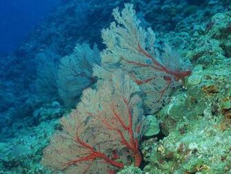 Sea Coral Tree Underwater Ocean Water Wallpaper