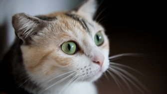Top Aesthetic Cat Wallpaper Full HD 4k To Use