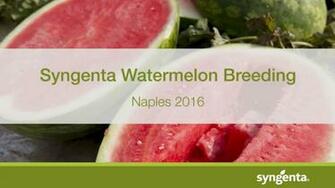 Vegetables Syngenta Us