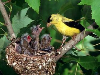 Amazing Wild Birds With Baby Pc Wallpaper