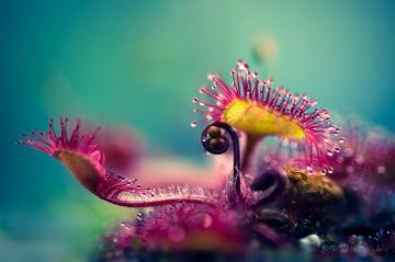 Otherworldly Macro Photos Of The Carnivorous Drosera Plant 500px