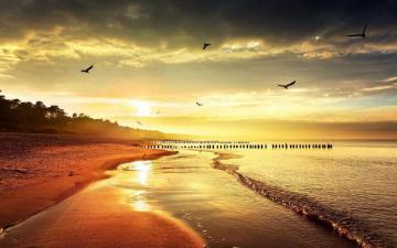 Wallpaper Sea Beach Nature Birds Light