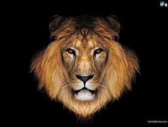 Lions Wallpaper