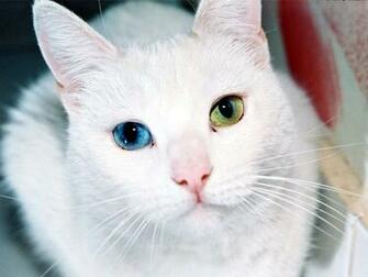 Cat Domestic Portrait M5x Eu