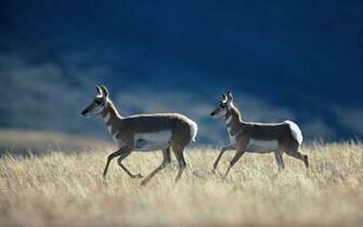 Deer Running Wallpaper Jpg